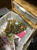 Séquestre d’une culture indoor de chanvre et d’une septantaine de reptiles à Vallorbe