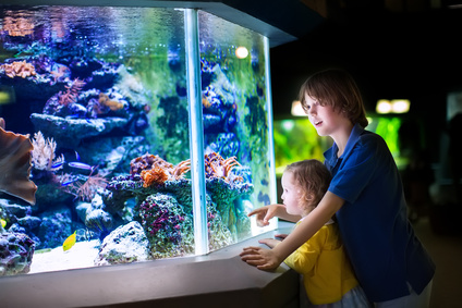 L’aquarium, une décoration qui vous veut du bien !