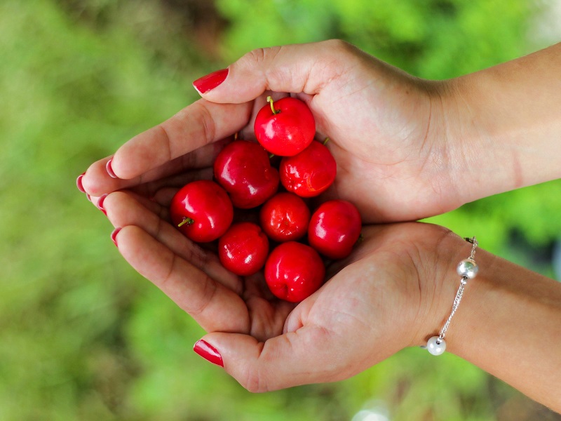 Agriculture - La récolte des cerises suisses s'annonce très bonne